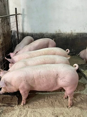 Porci de carne crescuti cu porumb si uruiala de la 120 kg pana la 160 kg 
