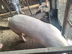 Vand porci  - imagine 2
