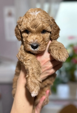 Caniche pudel Pitic pui - imagine 2