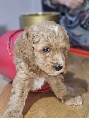 Caniche pudel Pitic pui - imagine 4