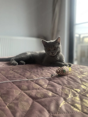 Pisicuta deosebita de British Shorthair Blue