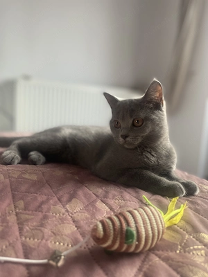 Pisicuta deosebita de British Shorthair Blue - imagine 4
