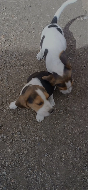 Beagle tricolor - imagine 2