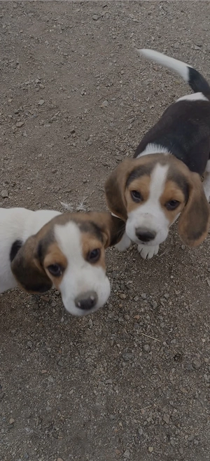 Beagle tricolor