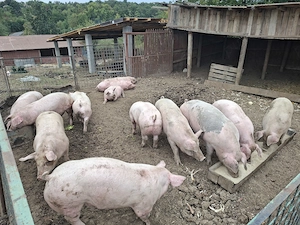 Vand porci diferite marimi