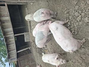 Porci de vanzare - imagine 3