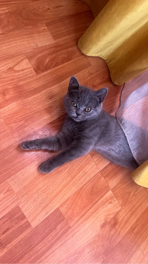 motan british shorthair 