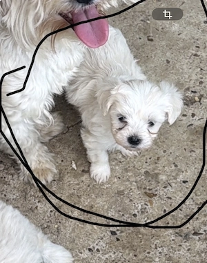 Bichon maltez minitoy 