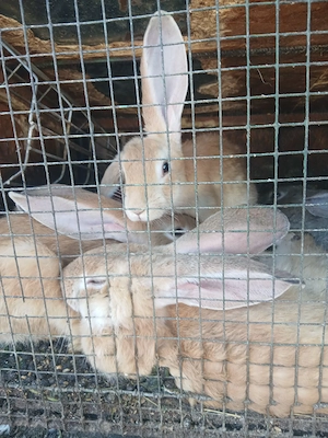 Disponibili Rasa de iepuri Uriaș Belgian! - imagine 2