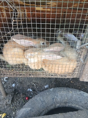 Disponibili Rasa de iepuri Uriaș Belgian! - imagine 5