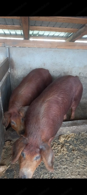 Porci duroc de vânzare  - imagine 4