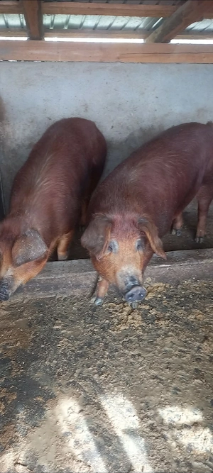 Porci duroc de vânzare  - imagine 3