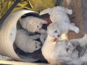 Bichon doi masculi și o femelă 