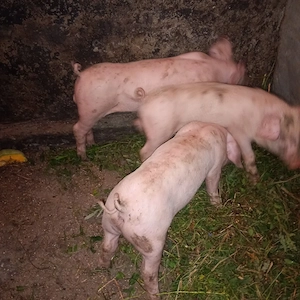 vind tot ce se vede 20 bucăți de marele alb de carne șoldani.purcei.porci mari de sacrificat  - imagine 4