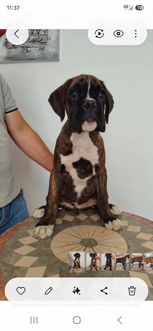 BOXER tigrat, 2 masculi sí ő femela  - imagine 4