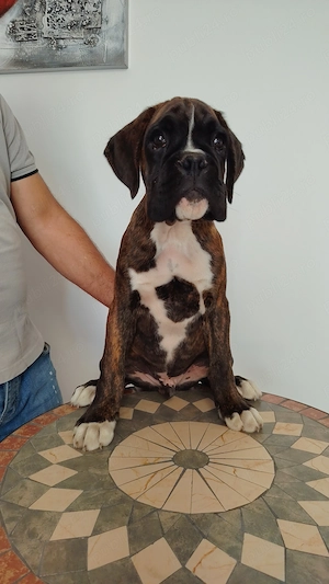 BOXER tigrat, 2 masculi sí ő femela  - imagine 3