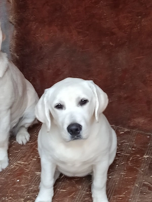 Labrador Retriever  fetiță 5 luni , pedigree,cip , vaccinuri la zi - imagine 3