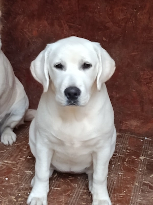 Labrador Retriever  fetiță 5 luni , pedigree,cip , vaccinuri la zi - imagine 4