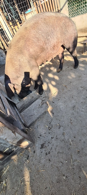 purcea de tăiat 