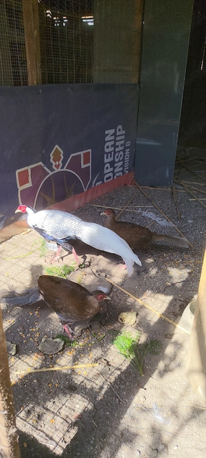 Fazani ornamentali de vanzare :Auriu pe rosu si Argintii - imagine 3