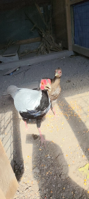 Fazani ornamentali de vanzare :Auriu pe rosu si Argintii - imagine 4
