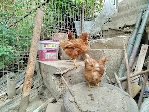 Vând zece găini, de anul trecut rachete Roșii.