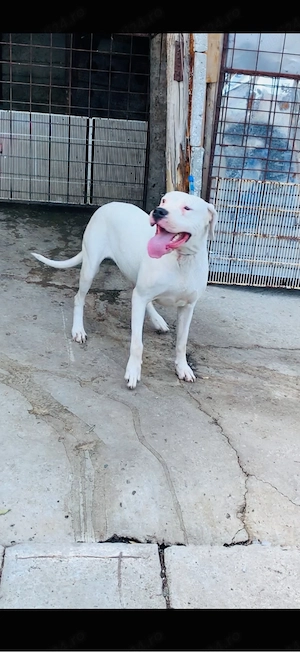 femelă dog argentinian 7 luni 
