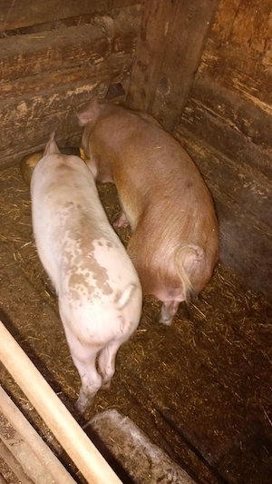 Purcele 6luni deparazitatate mănâncă orice 