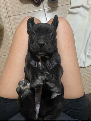 Cane Corso cauta alta casa 