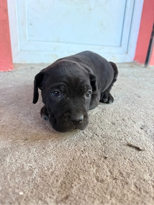 Cane Corso cauta alta casa  - imagine 5
