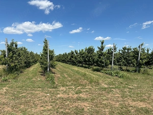Ferma CIRESE BIO la Cheie - Giurgiu 9.71HA - Afacere la cheie - imagine 3