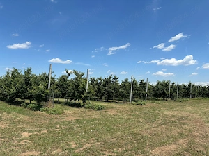 Ferma CIRESE BIO la Cheie - Giurgiu 9.71HA - Afacere la cheie - imagine 2