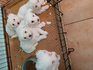 Cățeluși bichon maltez