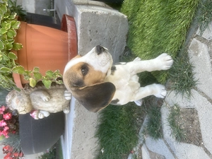 Cățel Beagle Oradea - imagine 5