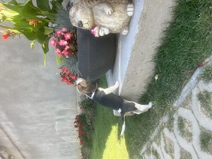 Cățel Beagle Oradea - imagine 4