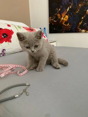 Brithis Shorthair