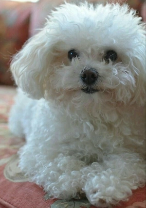 bichon frise talie mică  - imagine 2