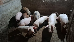 Vand purcei de 12 săptămâni castrați si deparazitați  - imagine 5
