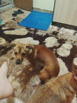 este o fetiță și un băiețel fetița este bine her pitic iar băiețelul este șoricar este copilul ei  - imagine 4