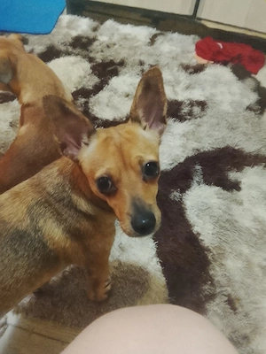 este o fetiță și un băiețel fetița este bine her pitic iar băiețelul este șoricar este copilul ei 