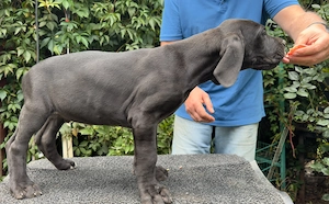 Dog german pui mascul negru - imagine 4