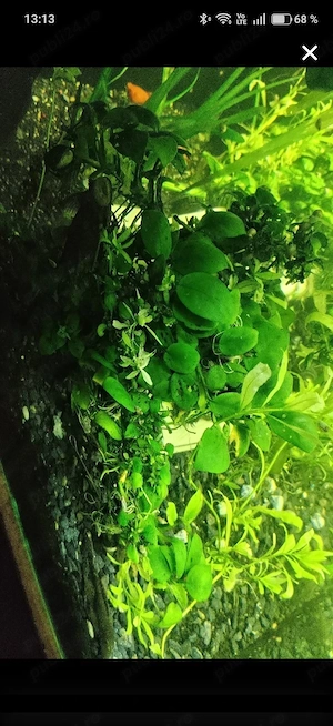 plante acvariu  - imagine 3