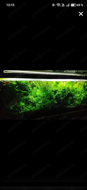 plante acvariu 