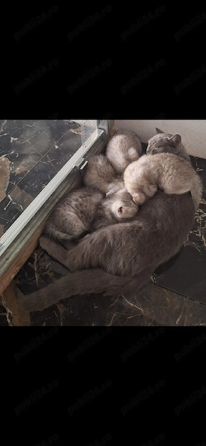 british shorthair rasa pura  - imagine 2