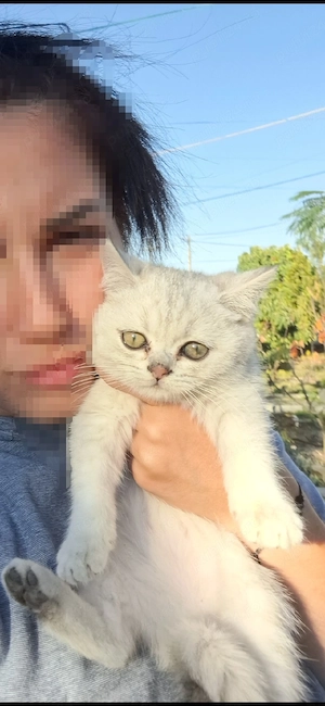 british shorthair rasa pura  - imagine 4