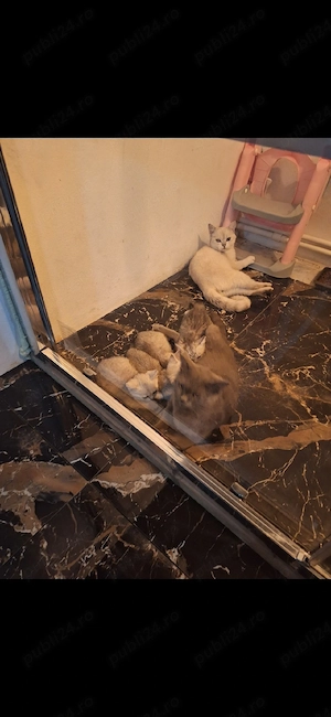 british shorthair rasa pura  - imagine 3