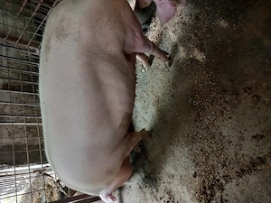 Vand porci  Schimb cu vital  