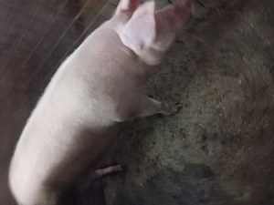Vand porci  Schimb cu vital   - imagine 4
