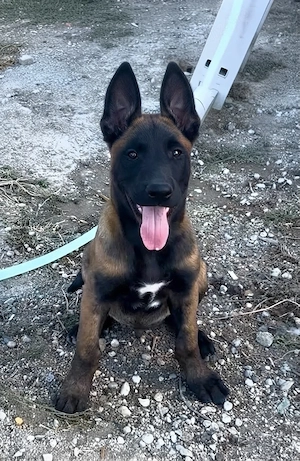 Ciobănesc Belgian Malinois