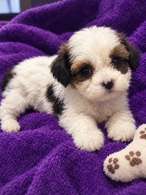 Bichon havanez 400 lei  fetita - imagine 3